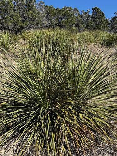 Dasylirion texanum (Texas sotol) (alternate view 3)