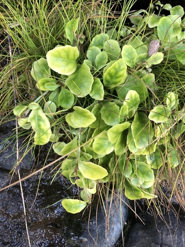 Lobelia anceps (angled lobelia) (alternate view 5)