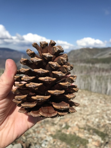Pinus jeffreyi (Jeffrey Pine) (alternate view 4)