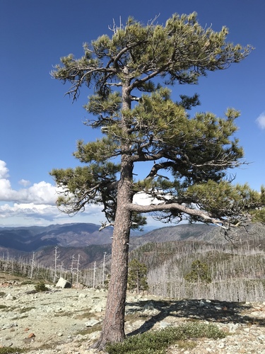 Pinus jeffreyi (Jeffrey Pine) (alternate view 5)