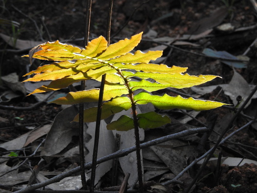 Blechnum wattsii (Hard Water-fern)