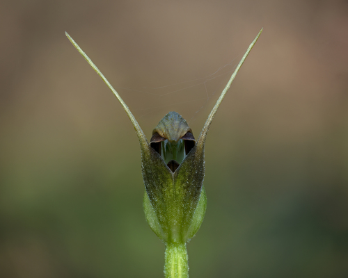 Pterostylis pedunculata (maroonhood) (alternate view 4)