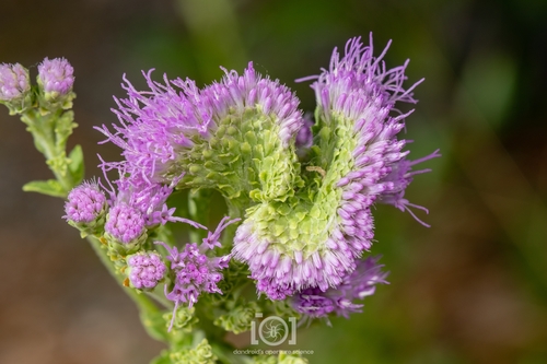 Carphephorus corymbosus (coastalplain chaffhead) (alternate view 8)