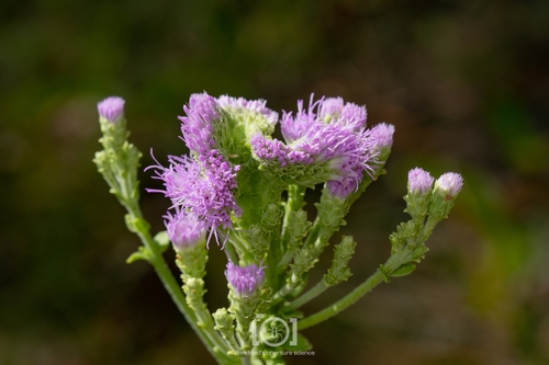 Carphephorus corymbosus (coastalplain chaffhead) (alternate view 9)