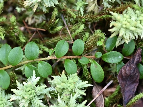 Gaultheria hispidula (creeping snowberry)