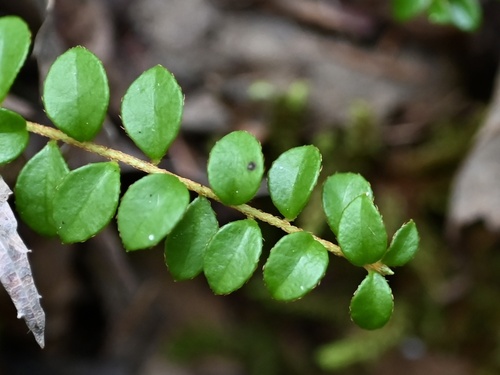 Gaultheria hispidula (creeping snowberry) (alternate view 2)
