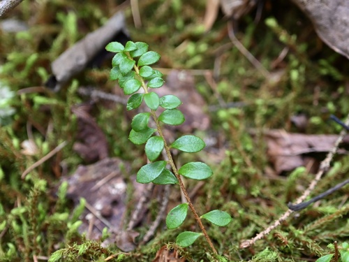 Gaultheria hispidula (creeping snowberry) (alternate view 3)