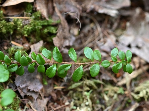 Gaultheria hispidula (creeping snowberry) (alternate view 4)