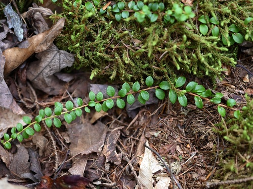 Gaultheria hispidula (creeping snowberry) (alternate view 5)