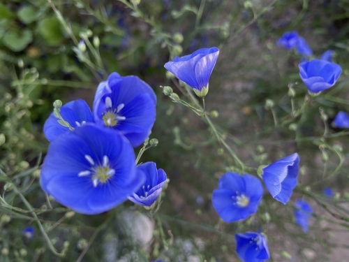 Linum perenne (alternate view 6)