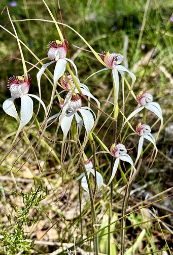 Caladenia longicauda (White Spider Orchid) (alternate view 9)