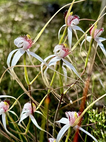 Caladenia longicauda (White Spider Orchid) (alternate view 10)
