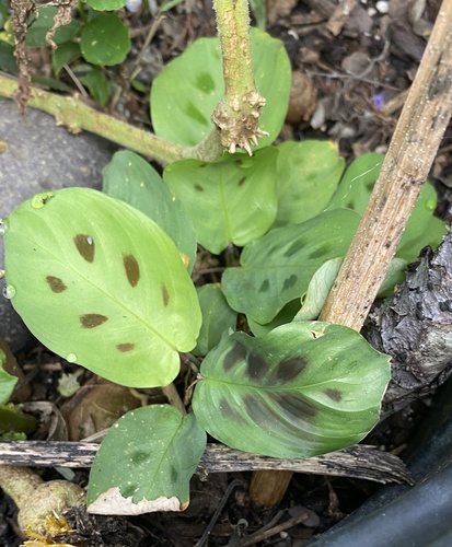 Maranta leuconeura (Prayer Plant) (alternate view 8)