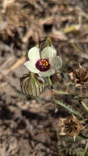 Hibiscus trionum (flower-of-an-hour) (alternate view 5)