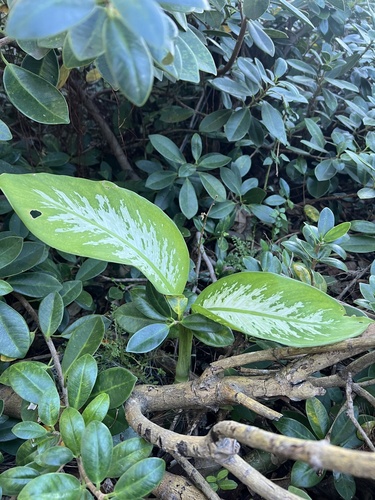 Dieffenbachia seguine (Dumb Cane)