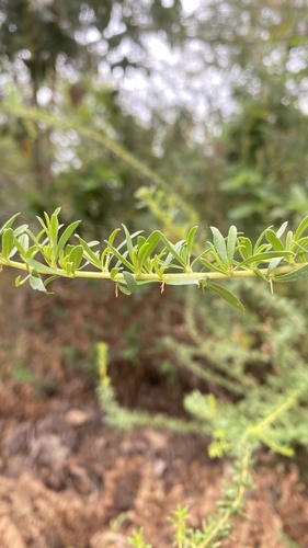 Bursaria spinosa (Australian Blackthorn) (alternate view 10)