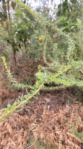 Bursaria spinosa (Australian Blackthorn) (alternate view 9)