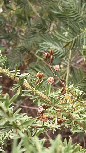 Bursaria spinosa (Australian Blackthorn) (alternate view 8)