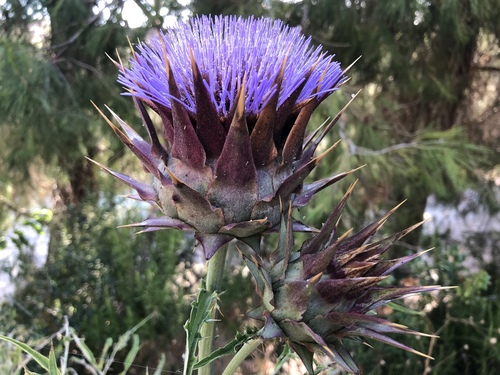 Cynara cardunculus (artichoke, cardoon) (alternate view 5)