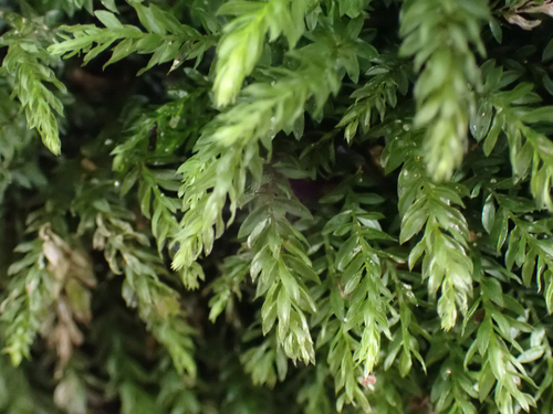 Mnium hornum (Horn Calcareous Moss)