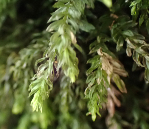 Mnium hornum (Horn Calcareous Moss)