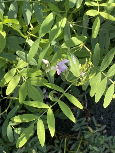 Galega officinalis (common milkpea)