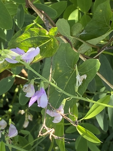 Galega officinalis (common milkpea)