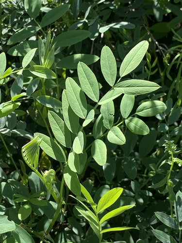 Galega officinalis (common milkpea)