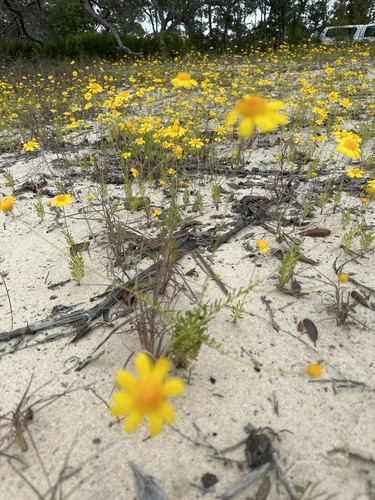 Balduina angustifolia (coastal plain honeycombhead) (alternate view 5)