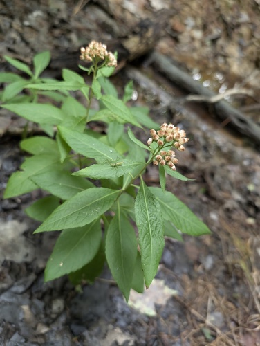 Pluchea camphorata (Camphor-weed)