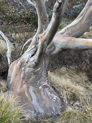 Eucalyptus pauciflora ssp. niphophila (Alpine Snow Gum)