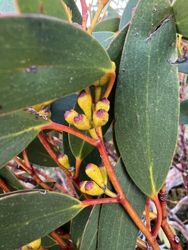 Eucalyptus pauciflora ssp. niphophila (Alpine Snow Gum) (alternate view 2)
