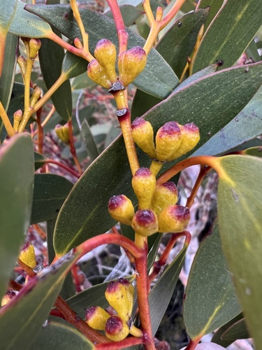 Eucalyptus pauciflora ssp. niphophila (Alpine Snow Gum) (alternate view 3)