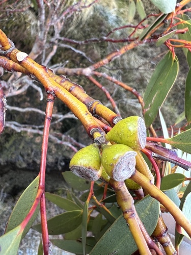 Eucalyptus pauciflora ssp. niphophila (Alpine Snow Gum) (alternate view 4)