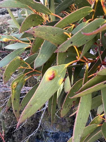 Eucalyptus pauciflora ssp. niphophila (Alpine Snow Gum) (alternate view 5)