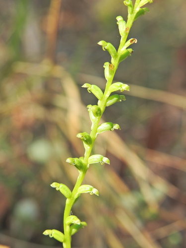 Microtis parviflora (slender onion-orchid) (alternate view 6)