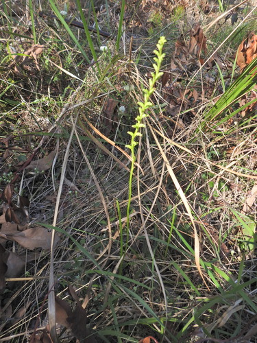 Microtis parviflora (slender onion-orchid) (alternate view 8)