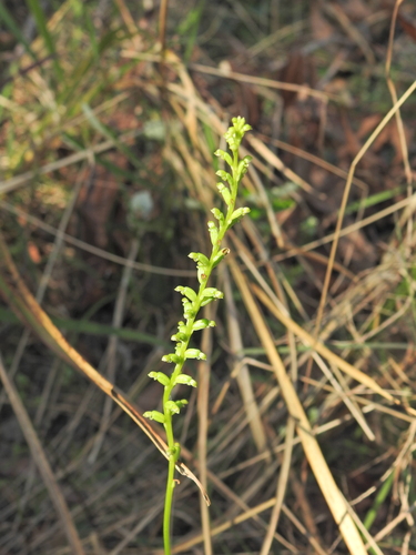 Microtis parviflora (slender onion-orchid) (alternate view 7)