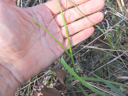 Microtis parviflora (slender onion-orchid) (alternate view 9)
