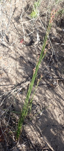 Ficinia (Star Grasses) (alternate view 3)