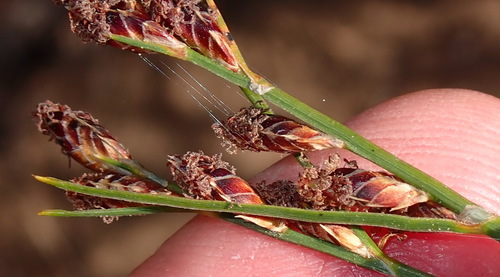 Ficinia (Star Grasses)