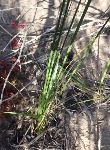 Ficinia (Star Grasses) (alternate view 2)
