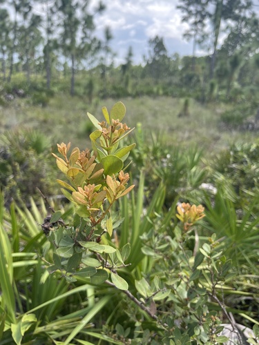 Lyonia fruticosa (coastal plain staggerbush) (alternate view 9)