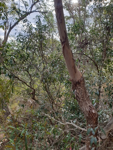 Trochocarpa laurina (Tree Heath)