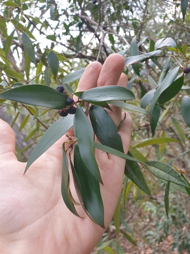 Trochocarpa laurina (Tree Heath) (alternate view 2)