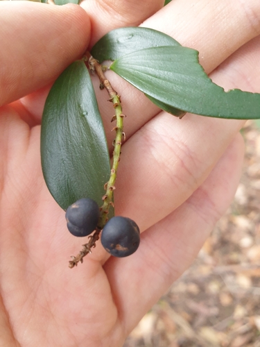 Trochocarpa laurina (Tree Heath) (alternate view 3)