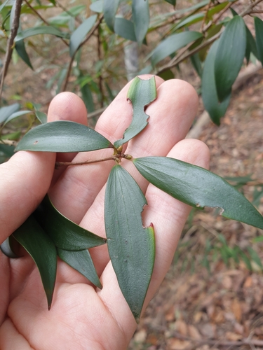 Trochocarpa laurina (Tree Heath) (alternate view 5)