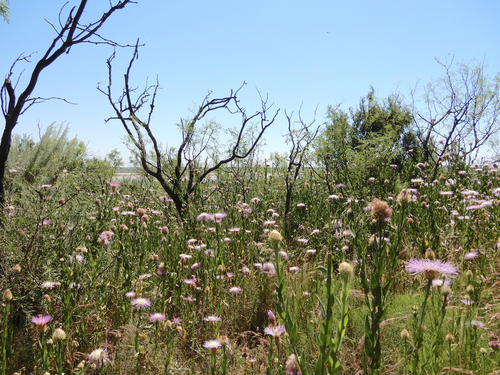 Plectocephalus americanus (American basketflower)