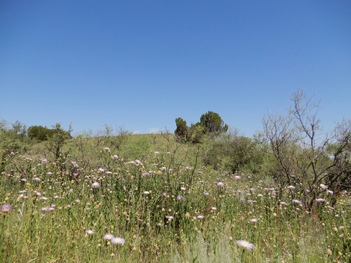 Plectocephalus americanus (American basketflower) (alternate view 2)