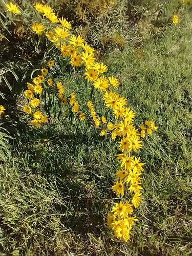 Helianthus maximiliani (Maximilian Perennial Sunflower) (alternate view 2)